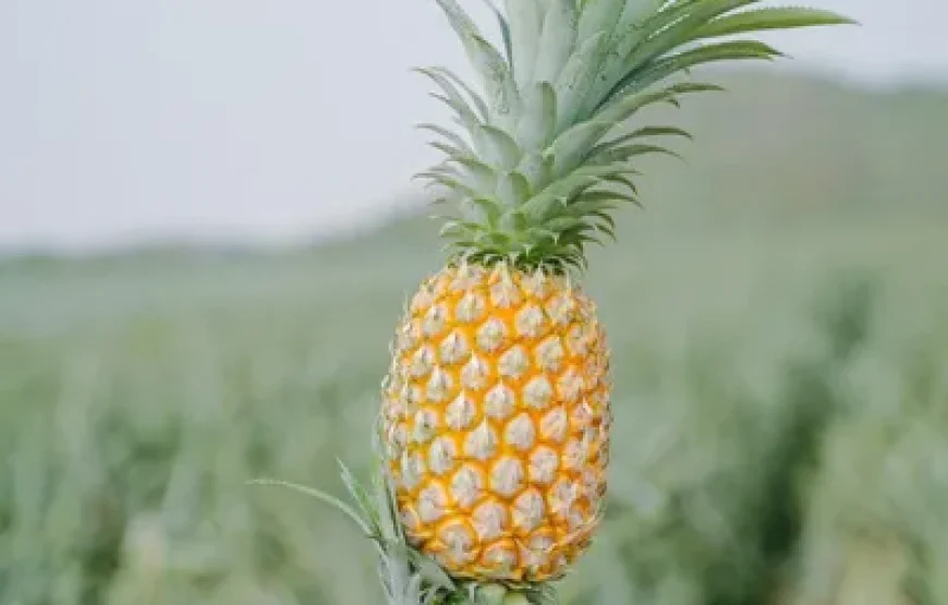 Đồi dứa Tam Điệp