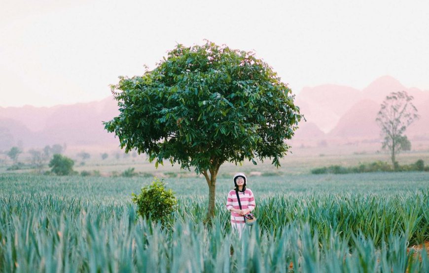 Đồi dứa Tam Điệp