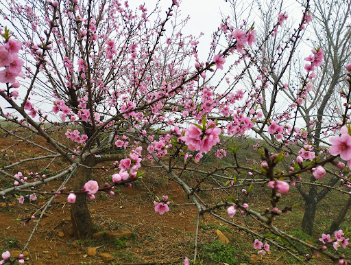 Ruộng Bậc Thang Ngải Thầu