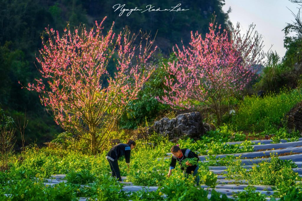 Du lịch Phong thổ Lai châu