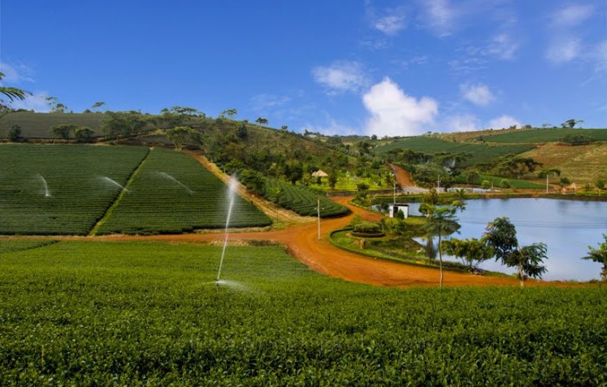 Tâm Châu Farm
