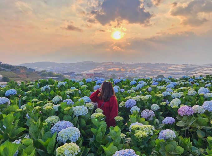 Thung lũng hoa cẩm tú cầu