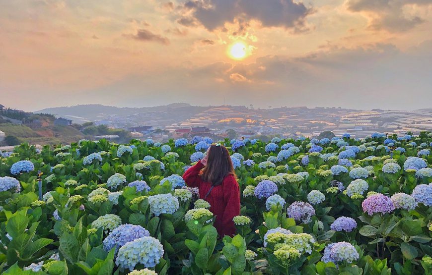 Thung lũng hoa cẩm tú cầu