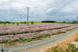 Hoa dừa cạn tuyến tránh Bình Mỹ