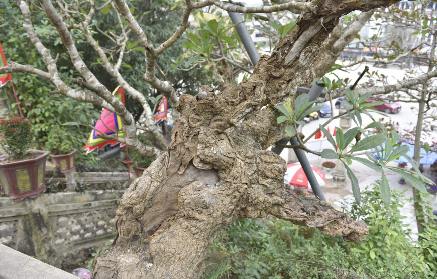 Đền Độc Cước