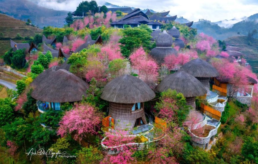 Garrya Mù Cang Chải