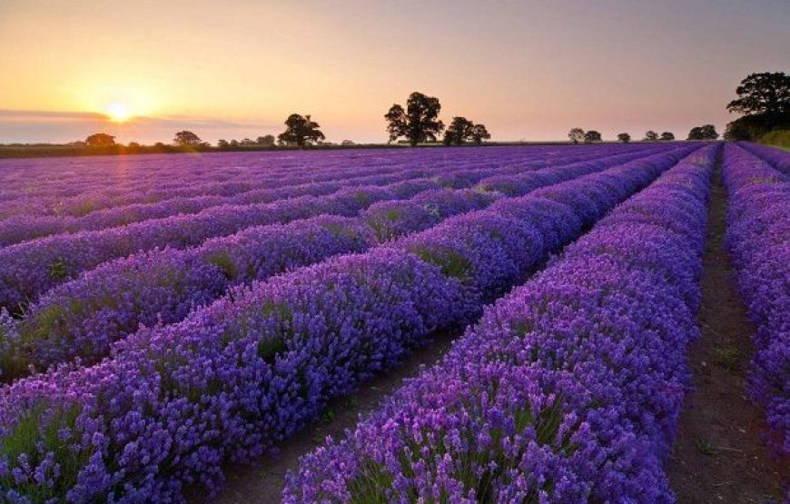 Lavender Dalat Tourist Area