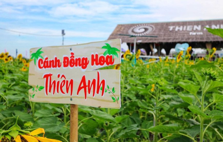 Cánh đồng hoa Thiên Anh