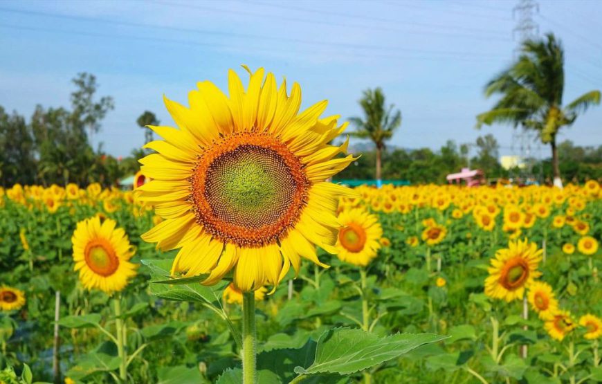 Cánh đồng hoa Thiên Anh