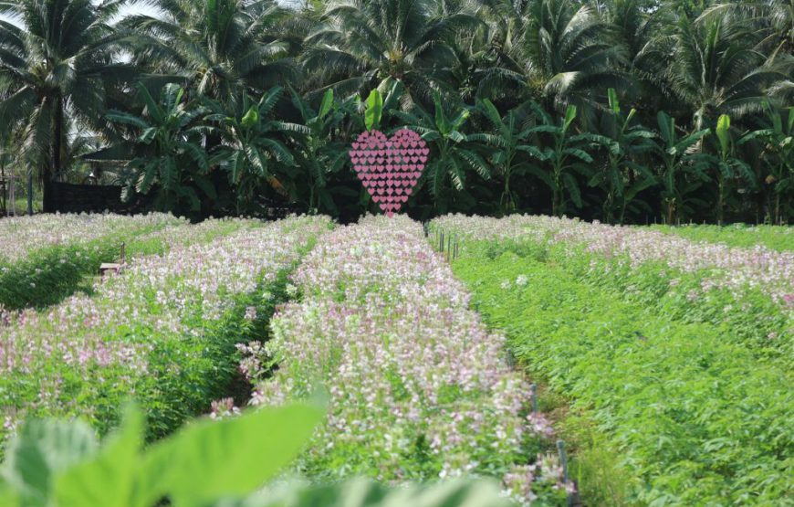 Cánh đồng hoa Thiên Anh