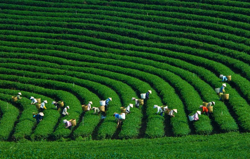 Tâm Châu Farm