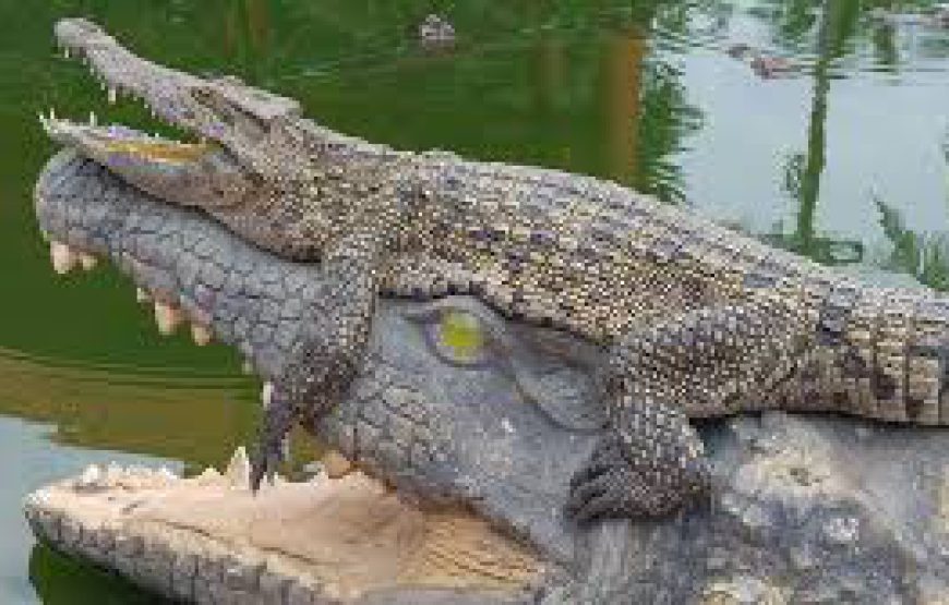 Trại Cá Sấu Long Xuyên – Long Xuyen Crocodile Camp