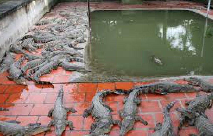 Trại Cá Sấu Long Xuyên – Long Xuyen Crocodile Camp