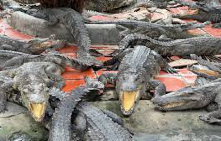 Trại Cá Sấu Long Xuyên – Long Xuyen Crocodile Camp
