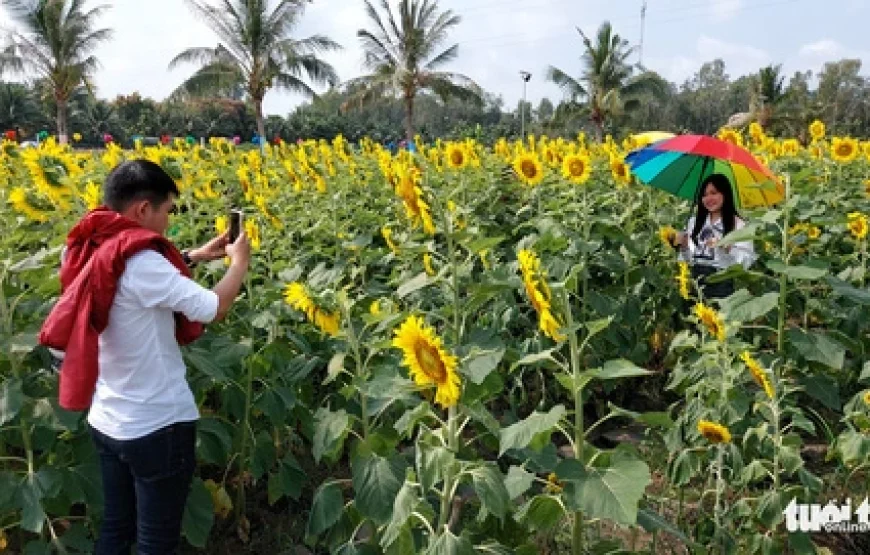 Cánh đồng hoa Thiên Anh