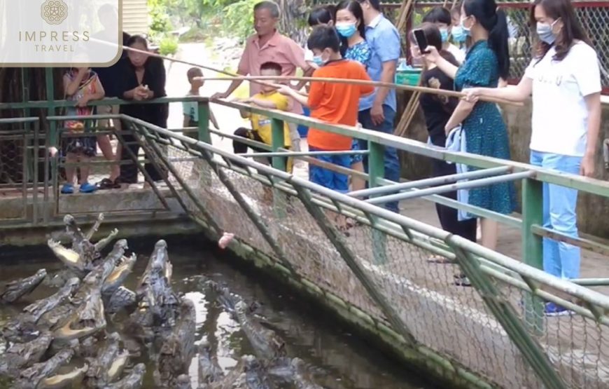 Trại Cá Sấu Long Xuyên – Long Xuyen Crocodile Camp