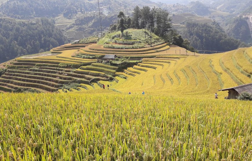 Ruộng bậc thang Mù Cang Chải