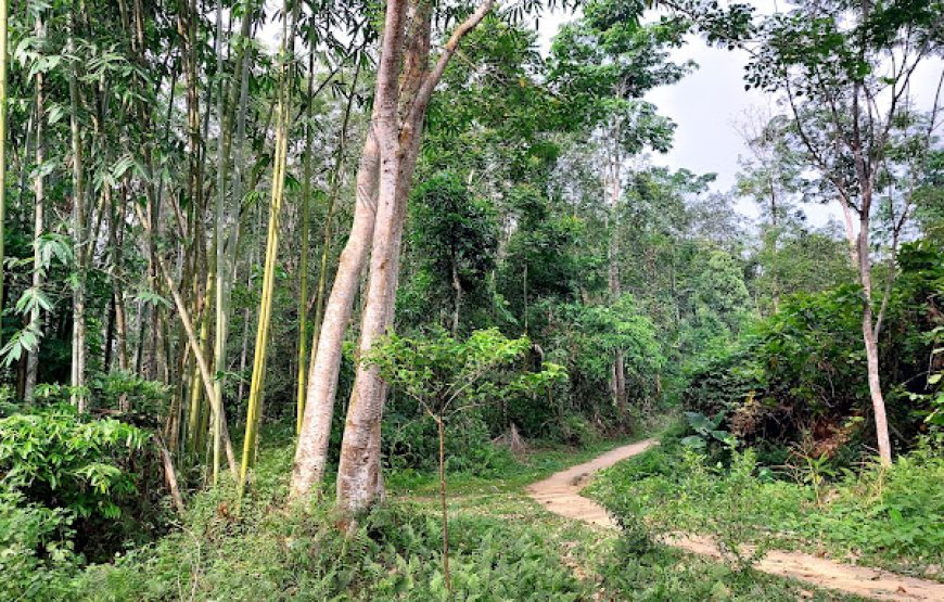 Di Tích Đồi Nà Pậu (An toàn khu Chợ Đồn)