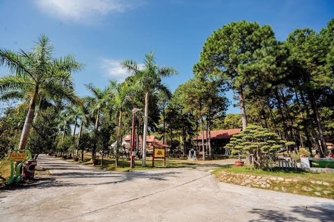 Bái Tử Long Pine Hill