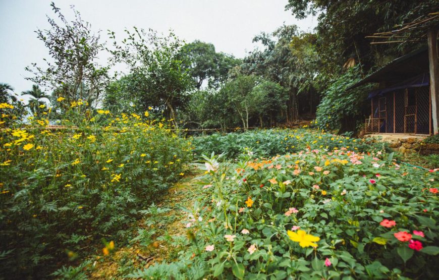 Bavi Homestead (Trang Trại Đồng Quê Ba Vì)