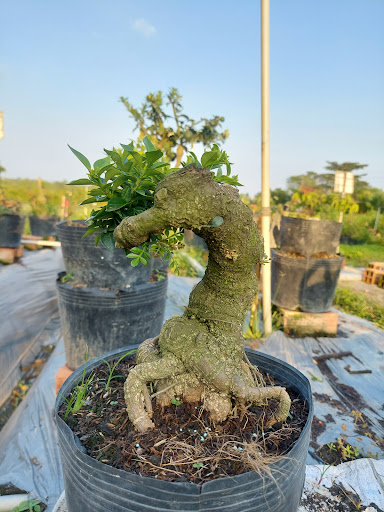 Cần Thăng Tư Dư