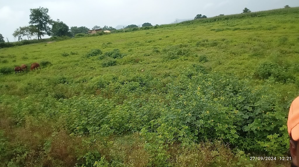 Chilli Fields