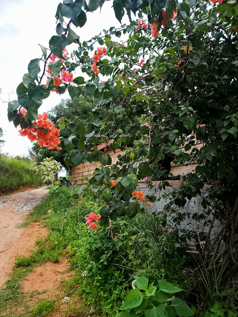 Coffee panorama Mũi Dinh