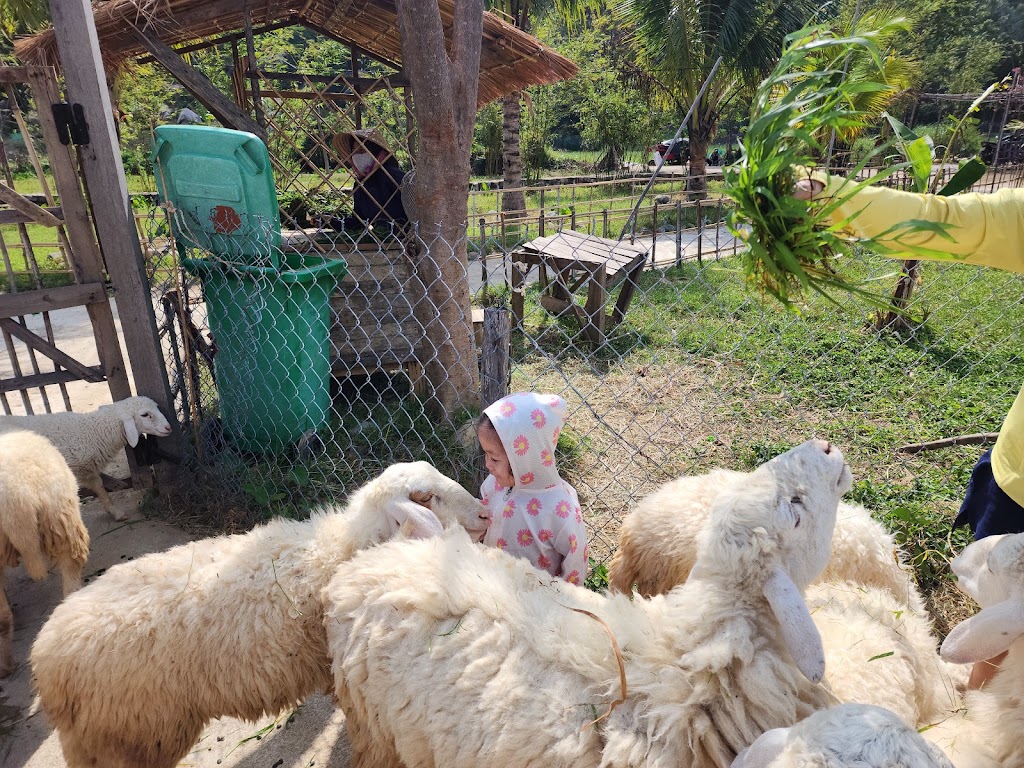 Đồng Cừu Suối Tiên