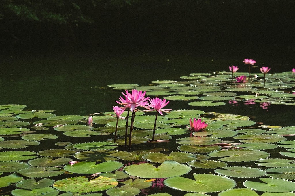 Morning Calm Garden villa – Ninh binh