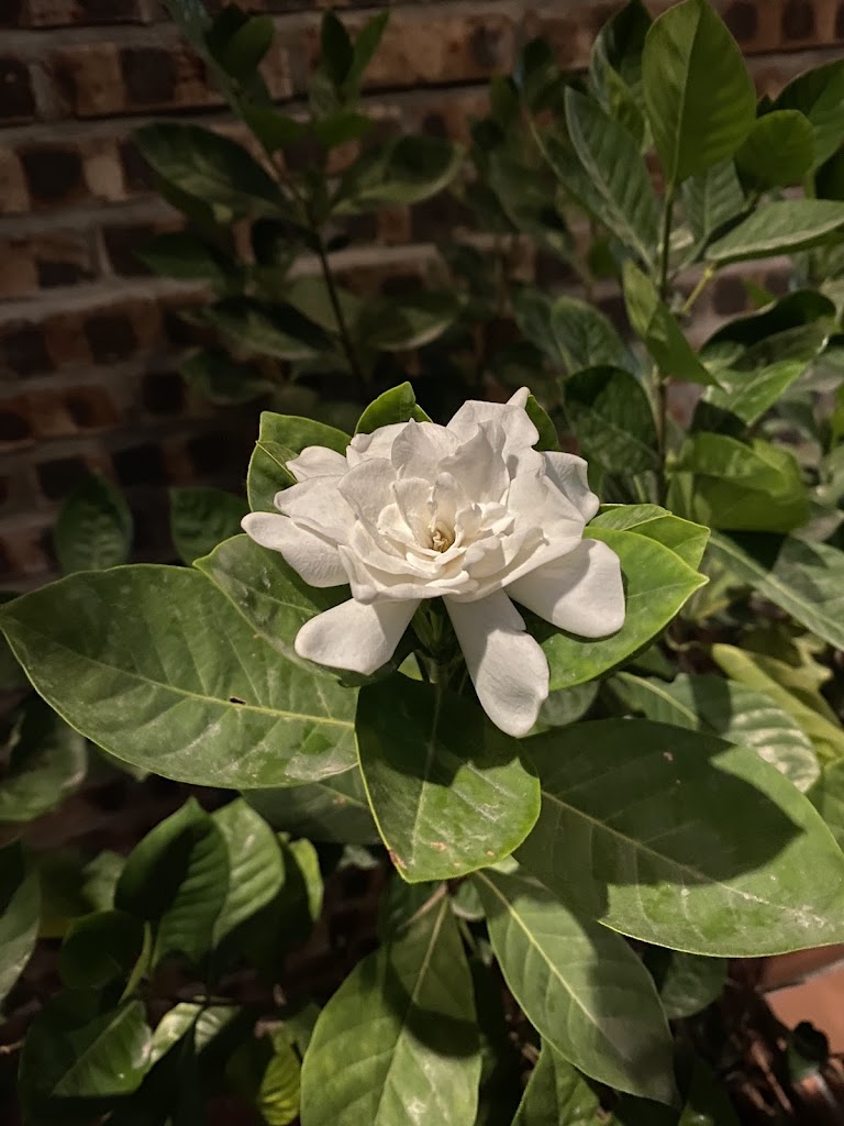Thuy Xuyen Tam Coc homestay